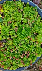 Globiferum молодило