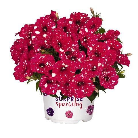 32105 Петуния SPARKLING RED (Весна 2026)