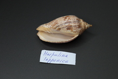 Ракушка Харпулина Лаппоника, 8,7см, 1шт