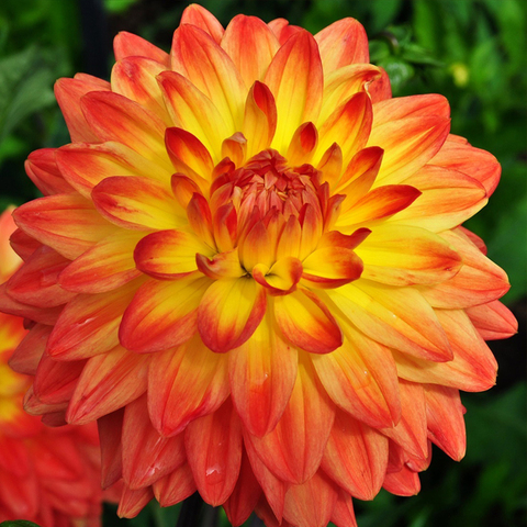 17143 Георгин LABELLA MEDIO FUN ORANGE FLAME (ОСЕНЬ 2025)