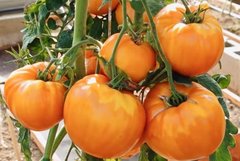 Семена Томат Амана оранж (Amana Orange), высота 1,8 м, масса 500 гр, цв 10 сем.