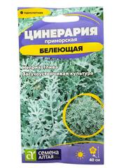 Цинерария Белеющая (Семена Алтая)