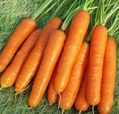 Семена Морковь Нантская Красная, драже 300 шт