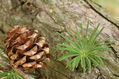 Семена Лиственница Японская Larix kaempferi