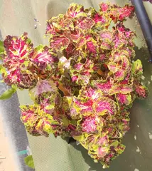 Pink Mist ES колеус