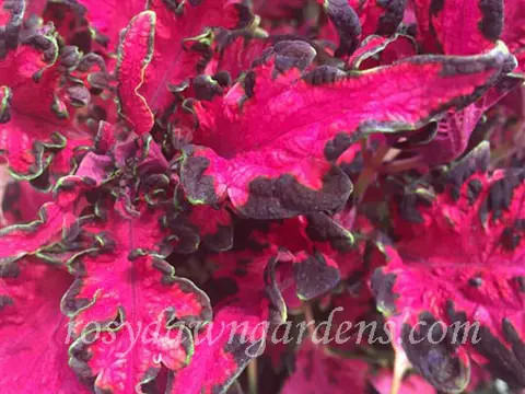 UTS Pink Reef колеус