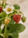 Земляника ручной работы из холодного фарфора — фото 3