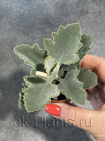 Кактусы и суккуленты