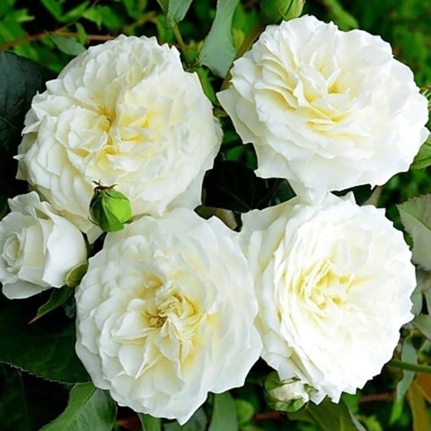 Алабастер (Alabaster)