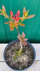 Teofrast Азалия априкот Azalea apricot