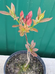 Teofrast Азалия априкот Azalea apricot