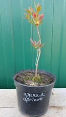 Teofrast Азалия априкот Azalea apricot