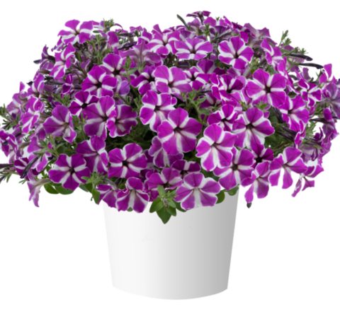 32492 Петуния CASCADIAS Fuchsia Gem (Весна 2026)
