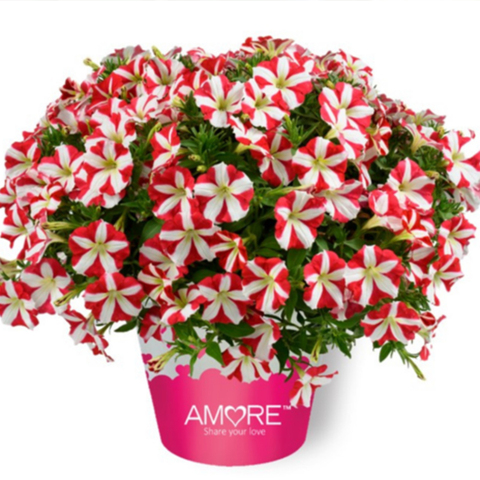 3280 Петуния AMORE King of Hearts Imp. (Весна 2026)