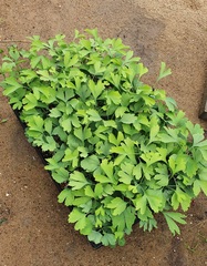 Семена Гинкго билоба ginkgo