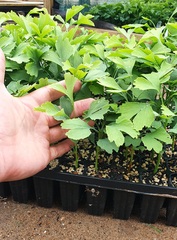 Семена Гинкго билоба ginkgo