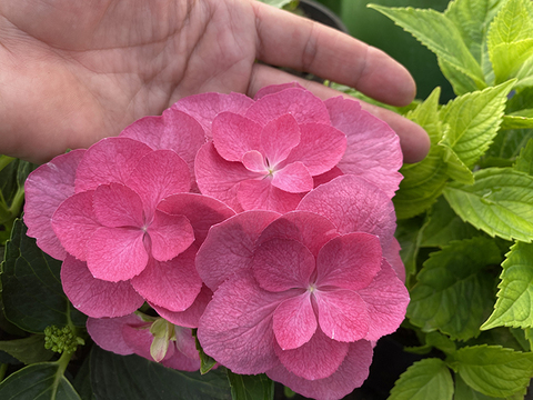 3х летняя Гортензия (горшок 10 литров) крупнолистовая ФЛЕЙМ ХОТ ПИНК (Hydrangea macrophylla 