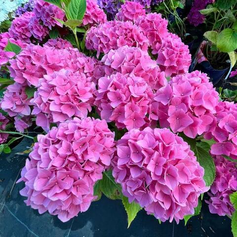 №3 Укорененный черенок Гортензия крупнолистовая ФОРЕВЭ ЭНД ЭВА ПИНК (Hydrangea macrophylla 