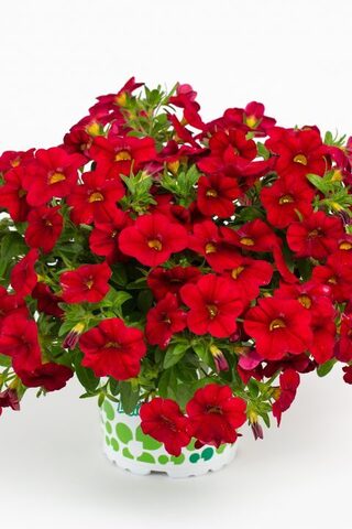 19213 Калибрахоа CALITASTIC BRIGHT RED (ОСЕНЬ 2025)