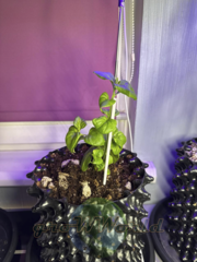 Контейнер Root Pot Air Белого цвета в ассортименте