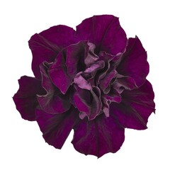 3299 Петуния Origami Burgundy (Весна 2026)
