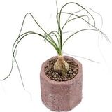 Живой редкий каудексный суккулент в горшке Albuca Humilis (Альбука Хумилис) в горшке с грунтом