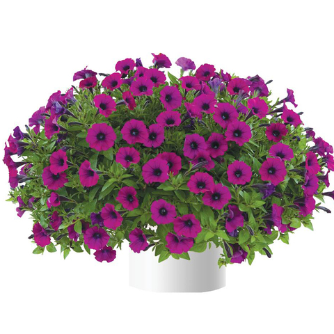 3229 Петуния LITTLETUNIA Shiraz (Весна 2026)
