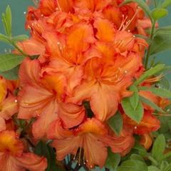 Азалия априкот Azalea apricot