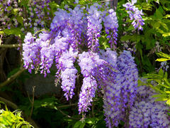 Глициния китайская Wisteria sinensis