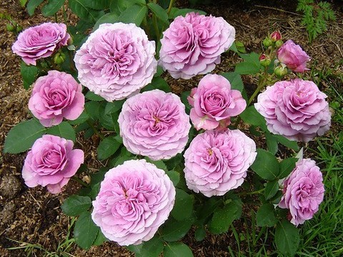 Лавендер Айс(Lavender Ice)