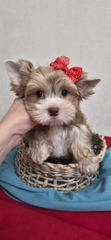 Валентайн Майкл Смит, предварительная бронь
