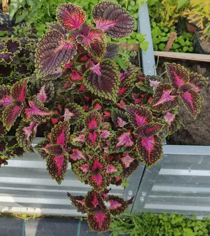 Trailing Rose колеус