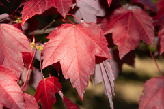 Семена Клен красный Acer rubrum