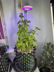 Контейнер Root Pot Air Белого цвета в ассортименте