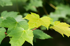 Семена Клен красный Acer rubrum