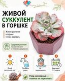 Садик из суккулентов №44356 - инструкция по содержанию растения