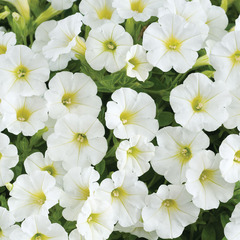 3230 Петуния LITTLETUNIA White Grace (Весна 2026)