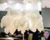 Торшер The Feather Floor Lamp — фото 10