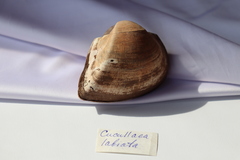 Кукуллаея лабиата (Cucullaea labiata)