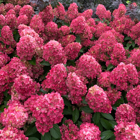 №32 Укорененный черенок Гортензия метельчатая БОНФАЙР (Hydrangea paniculata 