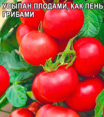 Семена Томат Пень F1