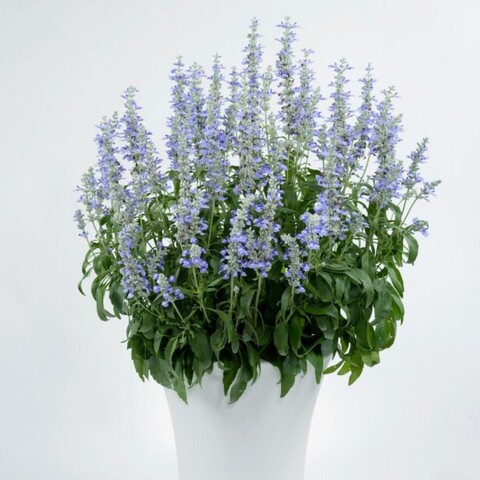 3307 Сальвия SALLYFUN SKY BLUE