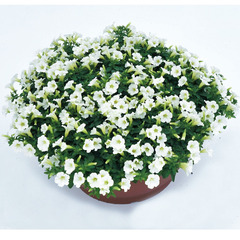 3230 Петуния LITTLETUNIA White Grace (Весна 2026)