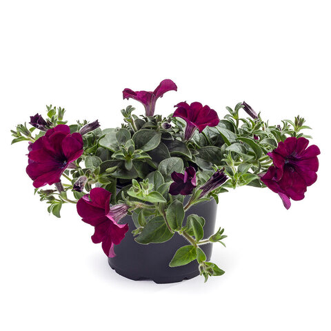 32212 Петуния TEA PURPLE VEIN (ОСЕНЬ 2025)
