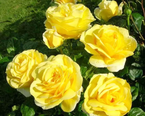 Роза флорибунда Хаммер