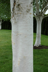 Teofrast Береза полезная Betula utilis
