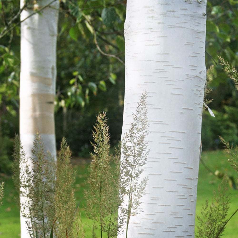 Семена Береза полезная Betula utilis