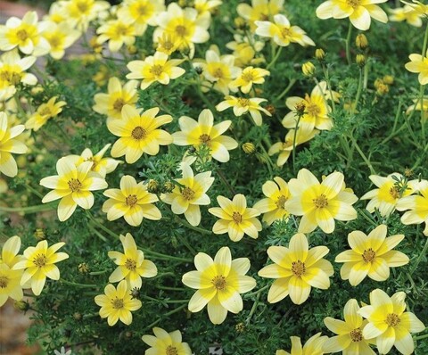 1321 Биденс BIDENS SPOTLIGHT (ОСЕНЬ 2025)