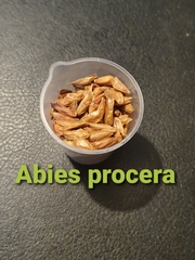 Teofrast Пихта благородная Abies procera