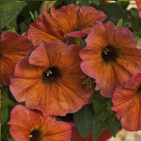 3238 Петуния BEAUTICAL Cinnamon (Весна 2026)